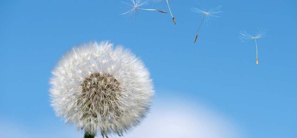 Dandelion blowing seeds